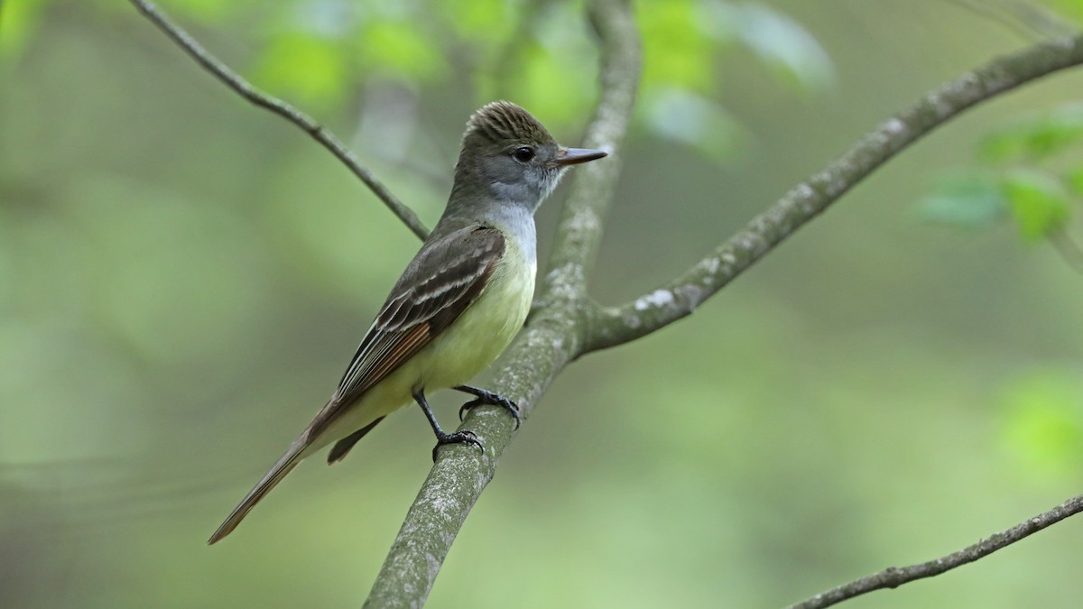 Great Crested Flycatcher - ML58837381