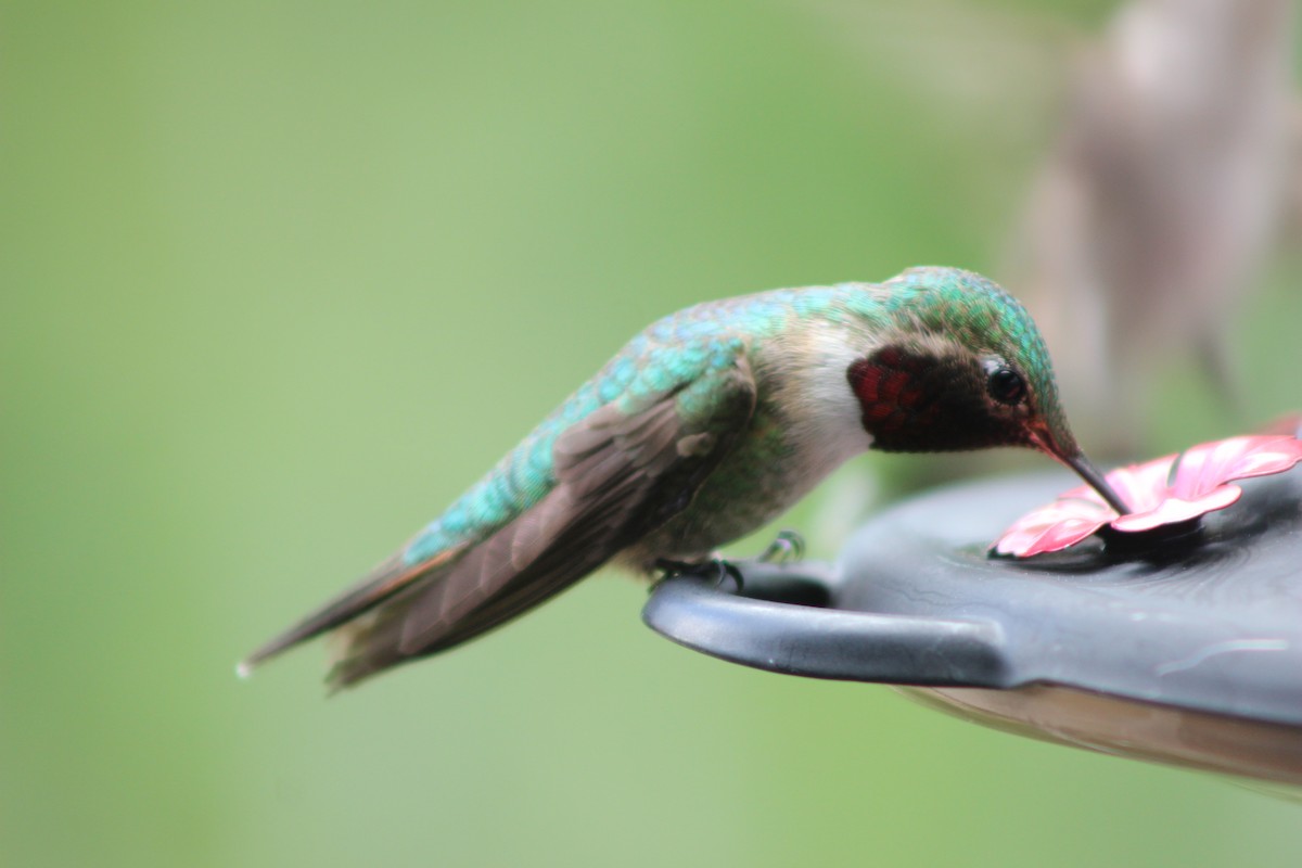 Broad-tailed Hummingbird - ML588377541