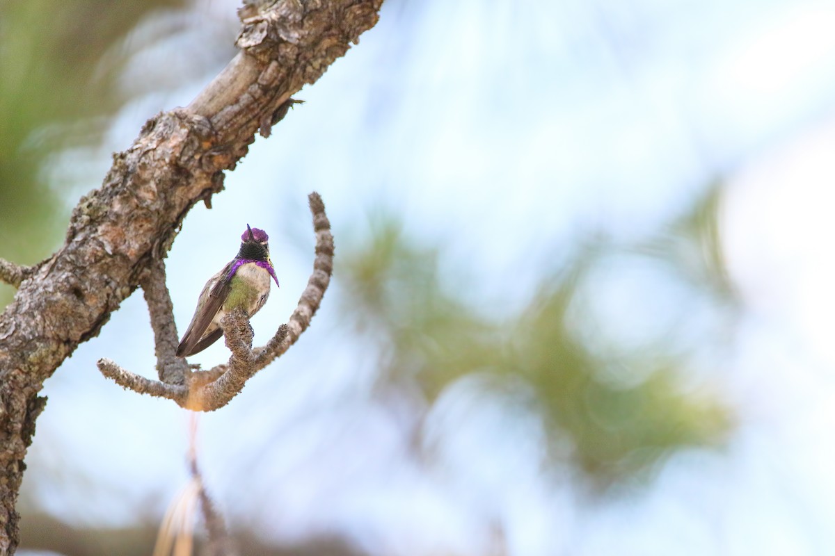 Costa's Hummingbird - ML588377811