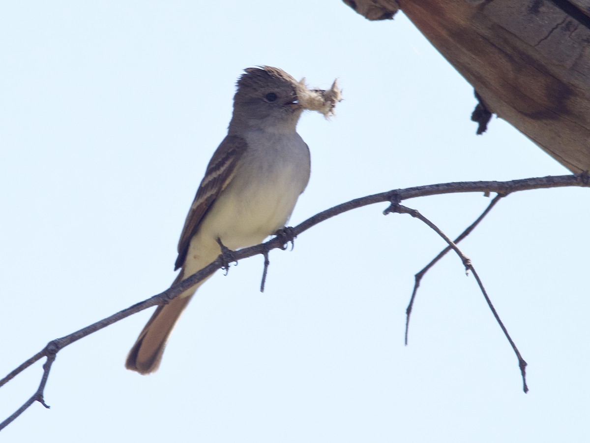 Brown-crested Flycatcher (Arizona) - ML588378081
