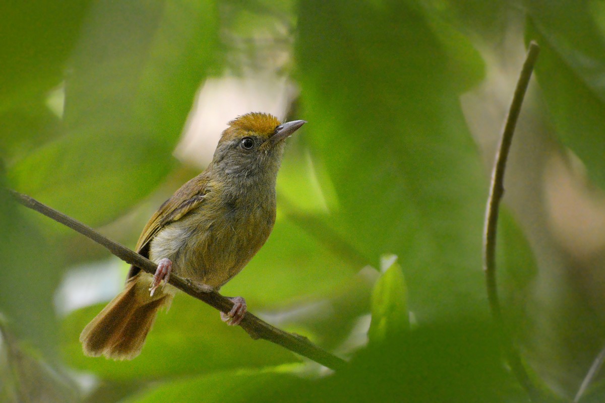 Tawny-crowned Greenlet - ML588383541