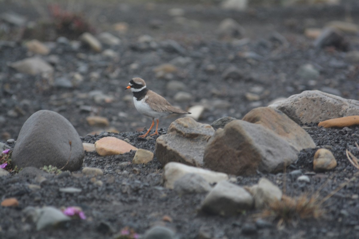 Common Ringed Plover - ML588385171