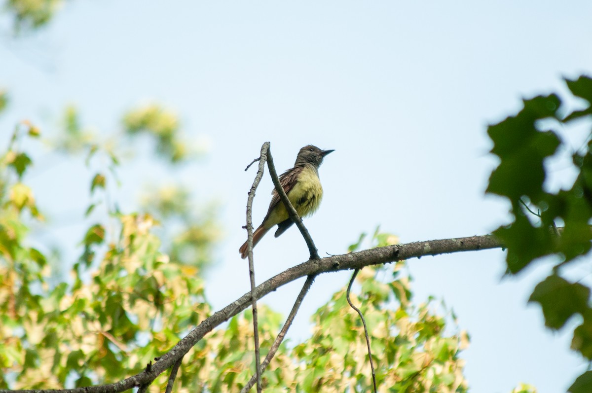 Great Crested Flycatcher - ML588391311