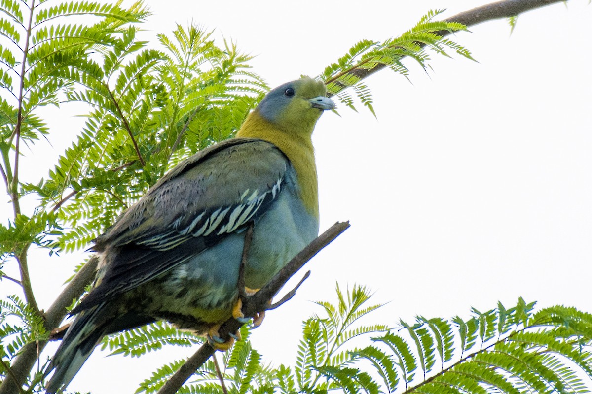 Yellow-footed Green-Pigeon - ML588393191