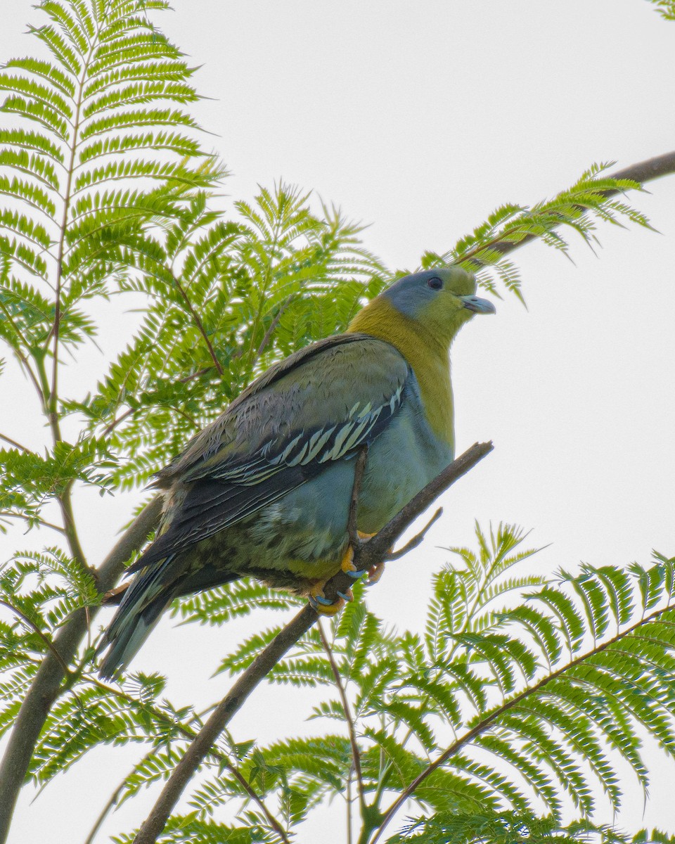 Yellow-footed Green-Pigeon - ML588393201