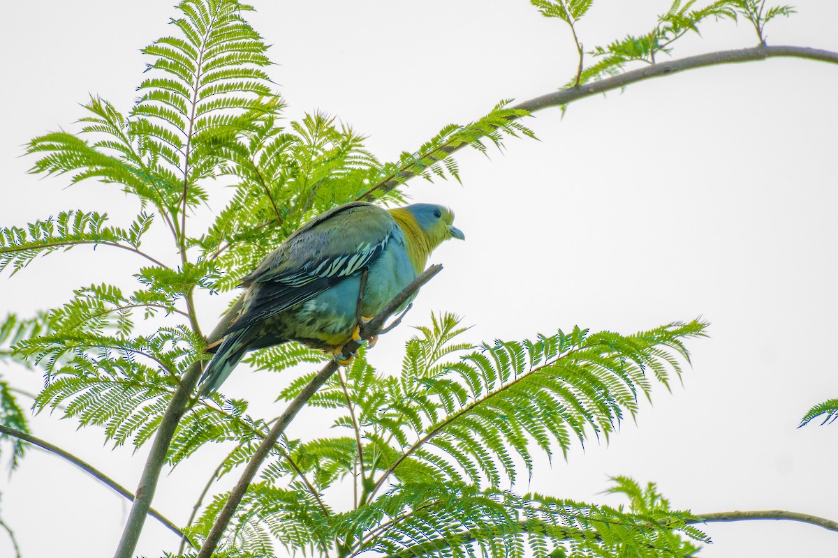 Yellow-footed Green-Pigeon - ML588393211