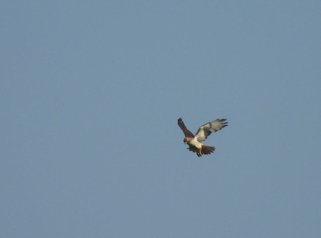 Red-tailed Hawk - ML588395381