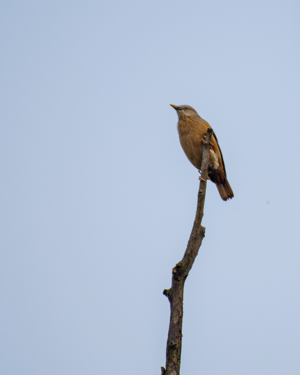 Chestnut-tailed Starling - ML588397171