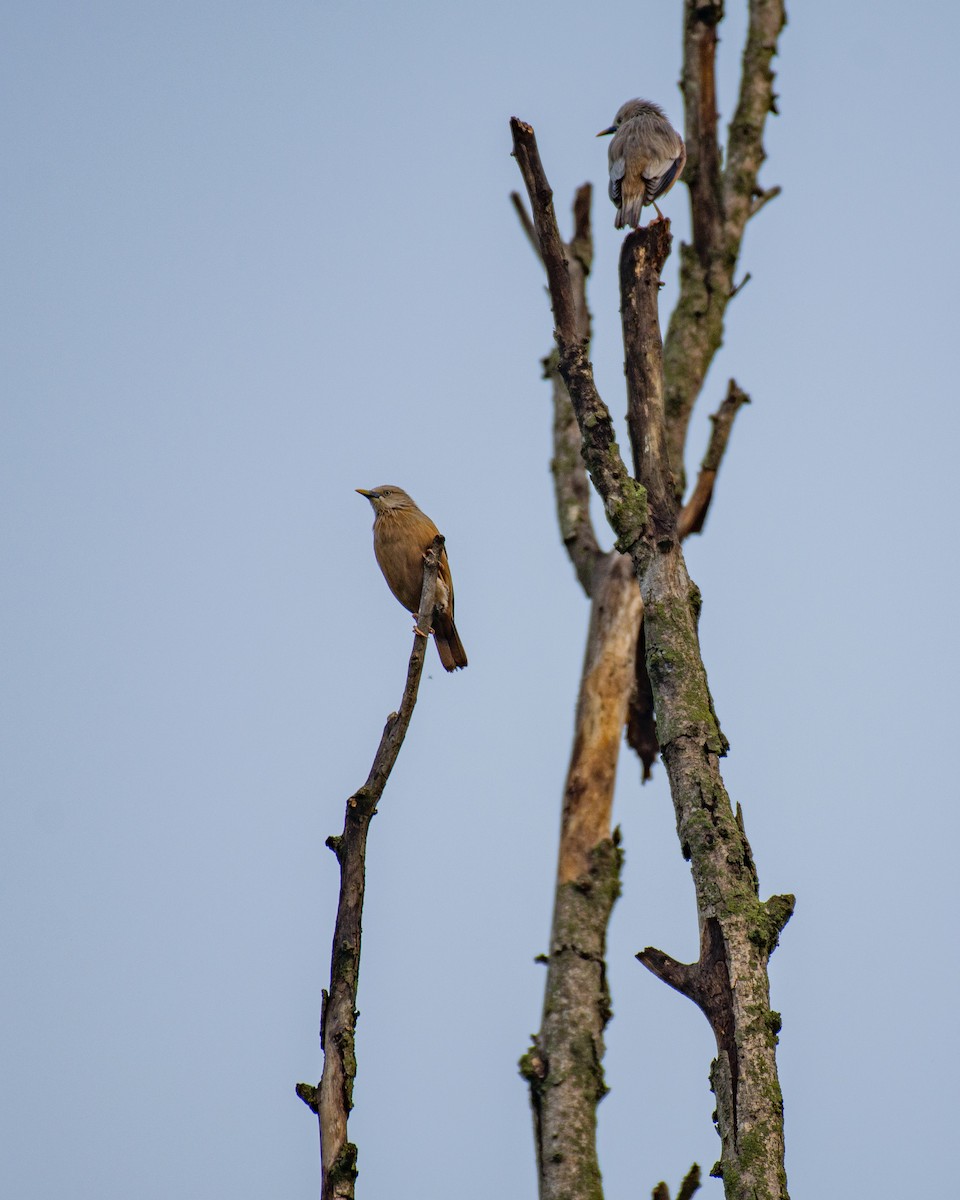 Chestnut-tailed Starling - ML588397181