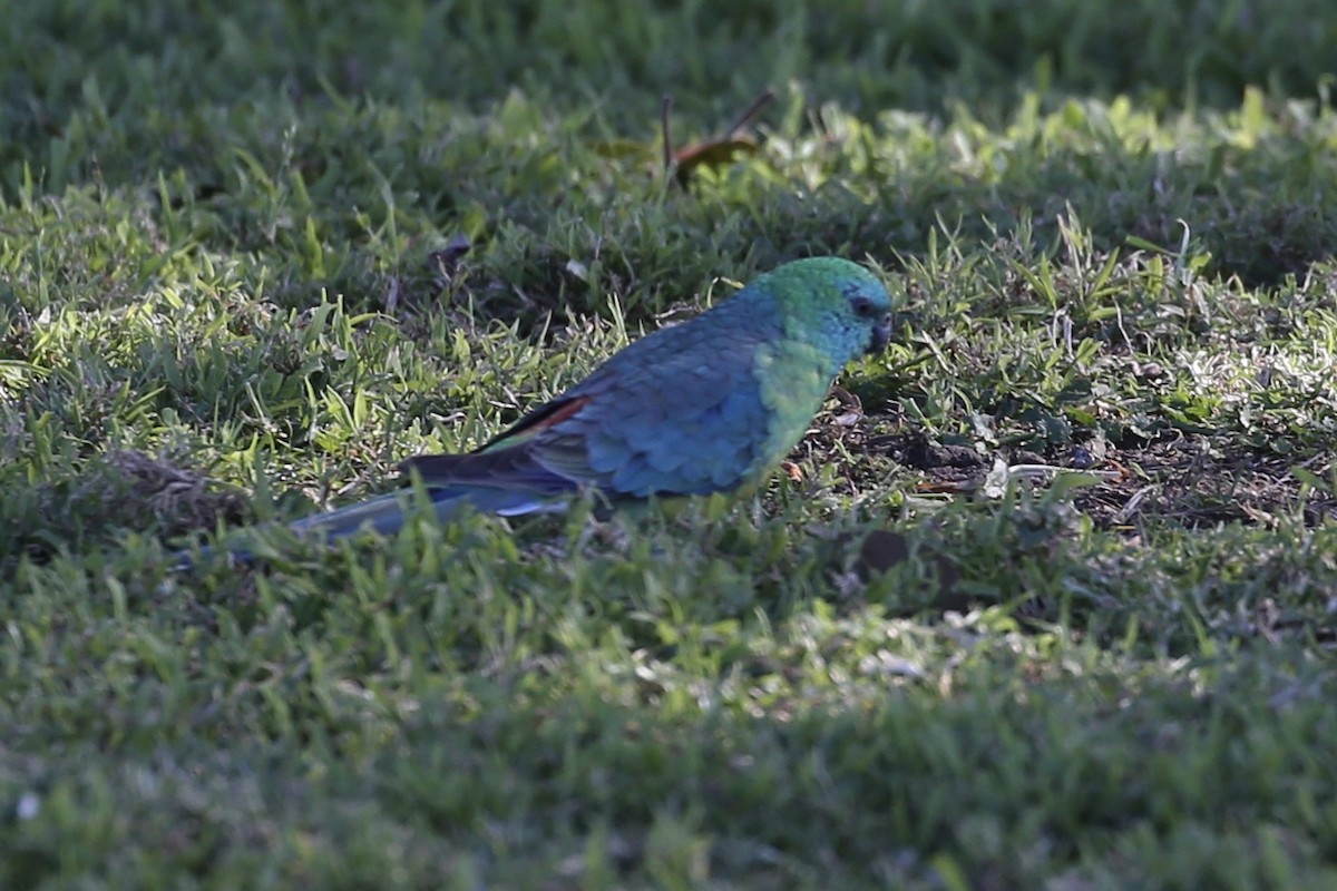 Red-rumped Parrot - ML588397271