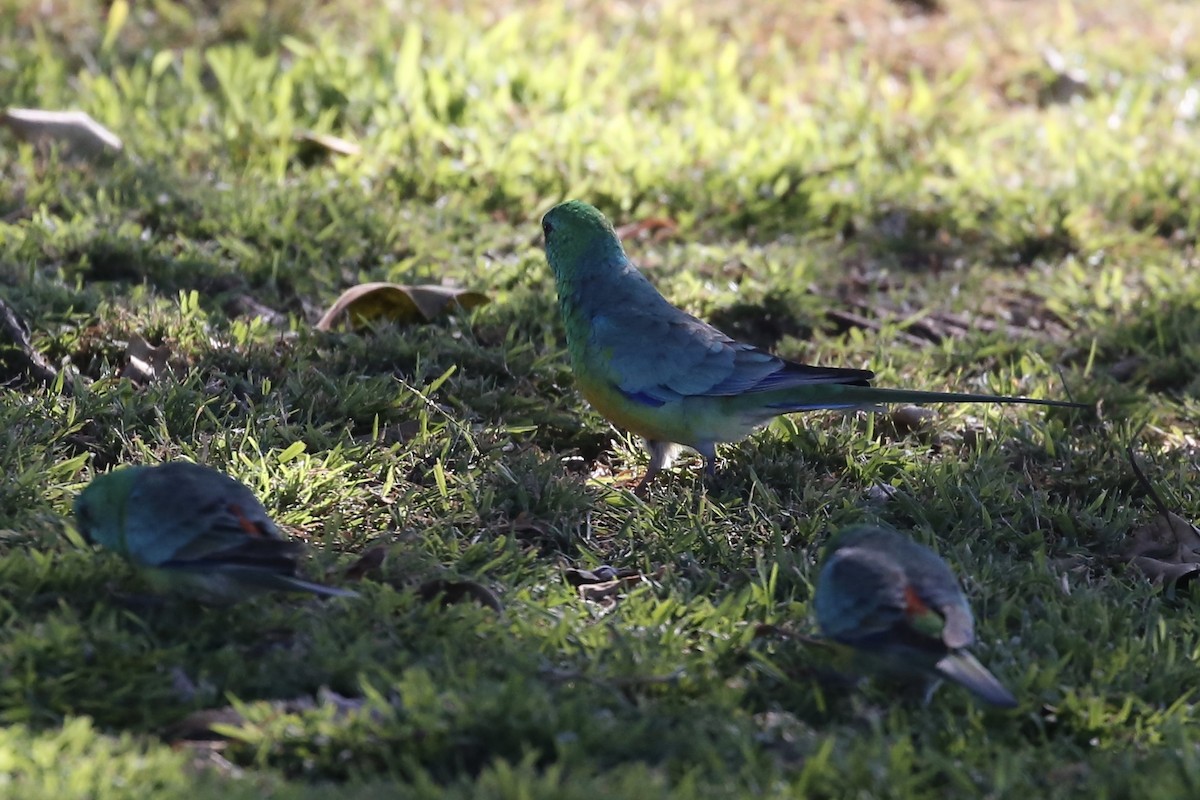 Red-rumped Parrot - ML588397281