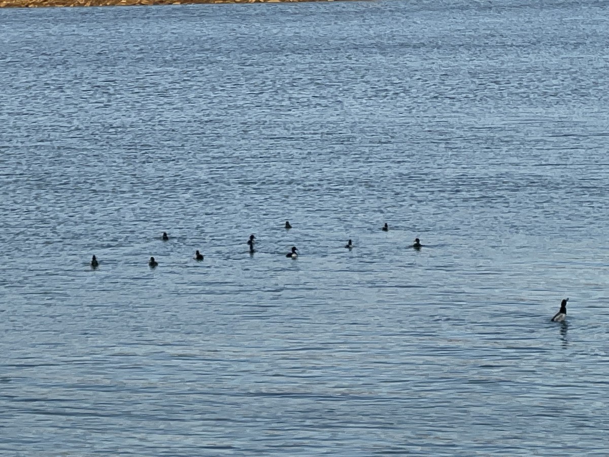 Greater Scaup - ML588397791