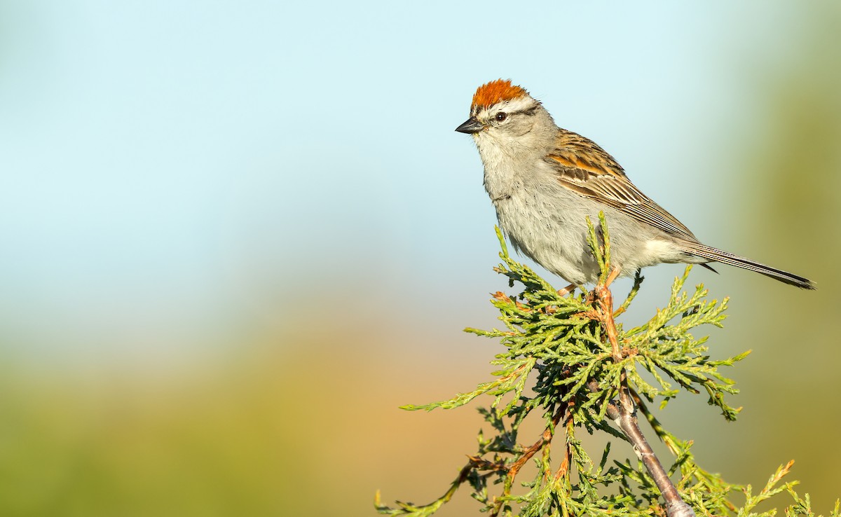 Chipping Sparrow - ML588403001