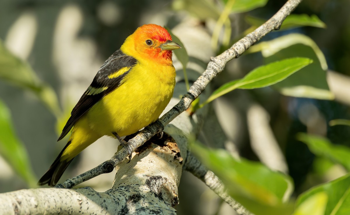 Western Tanager - ML588403051