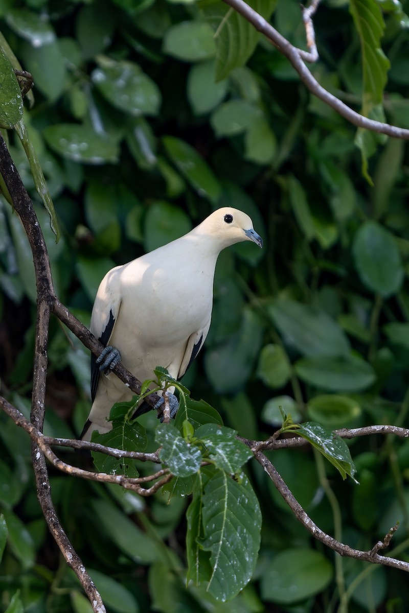 Pied Imperial-Pigeon - ML588405091
