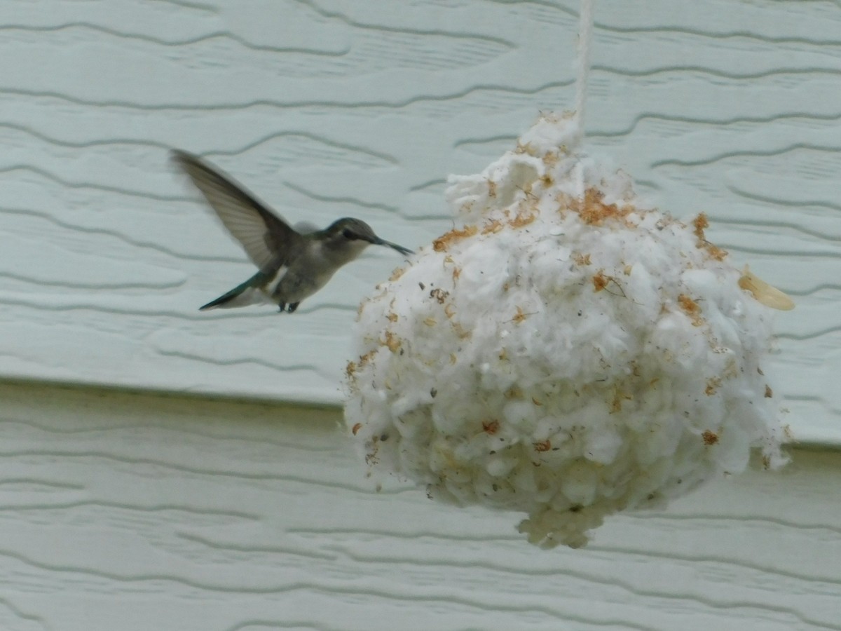 Black-chinned Hummingbird - ML588407141