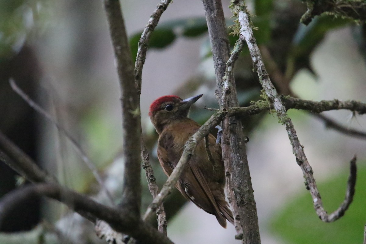 Smoky-brown Woodpecker - ML588408391