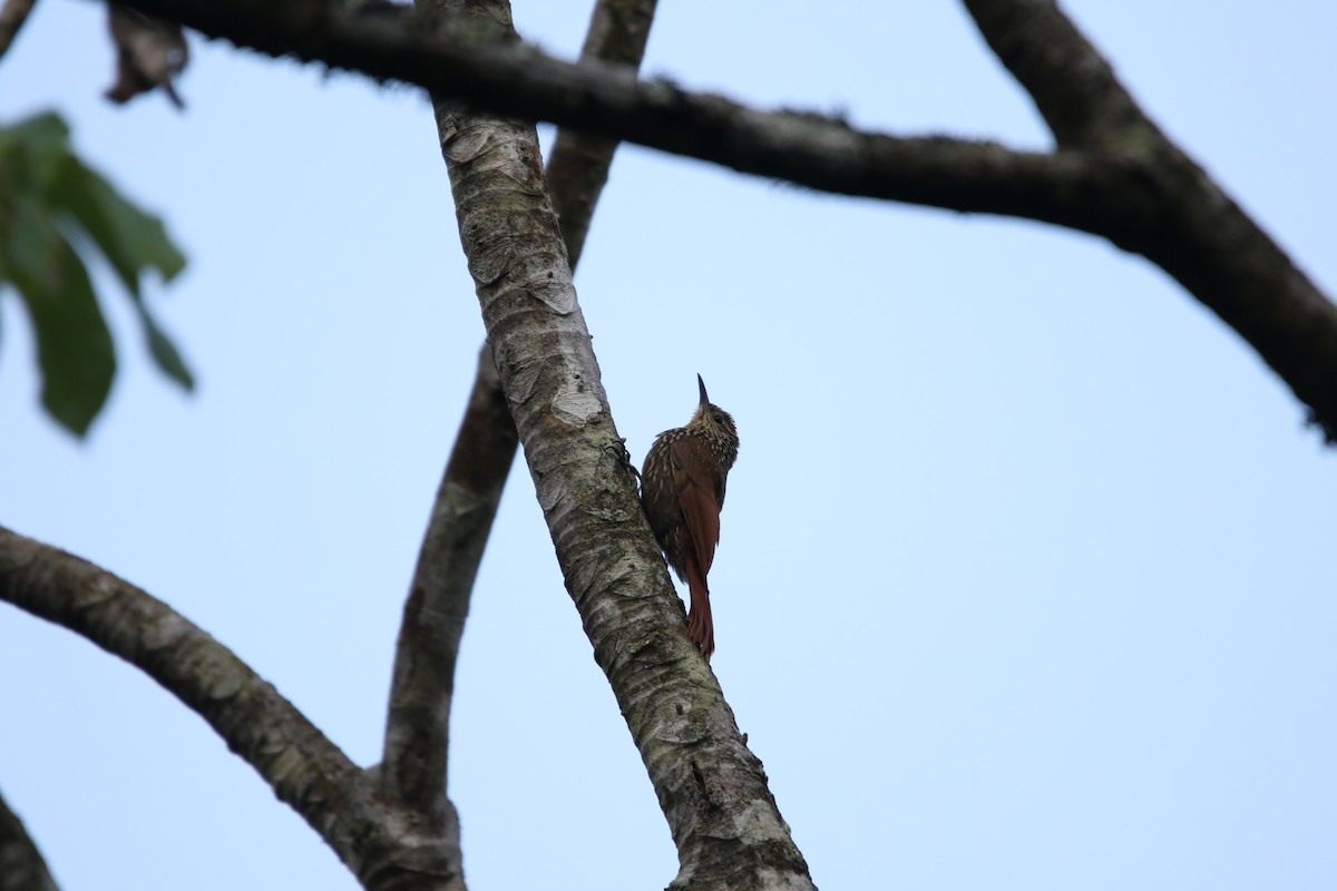 Spot-crowned Woodcreeper - L. Ernesto Perez Montes (The Mexican Violetear 🦉)