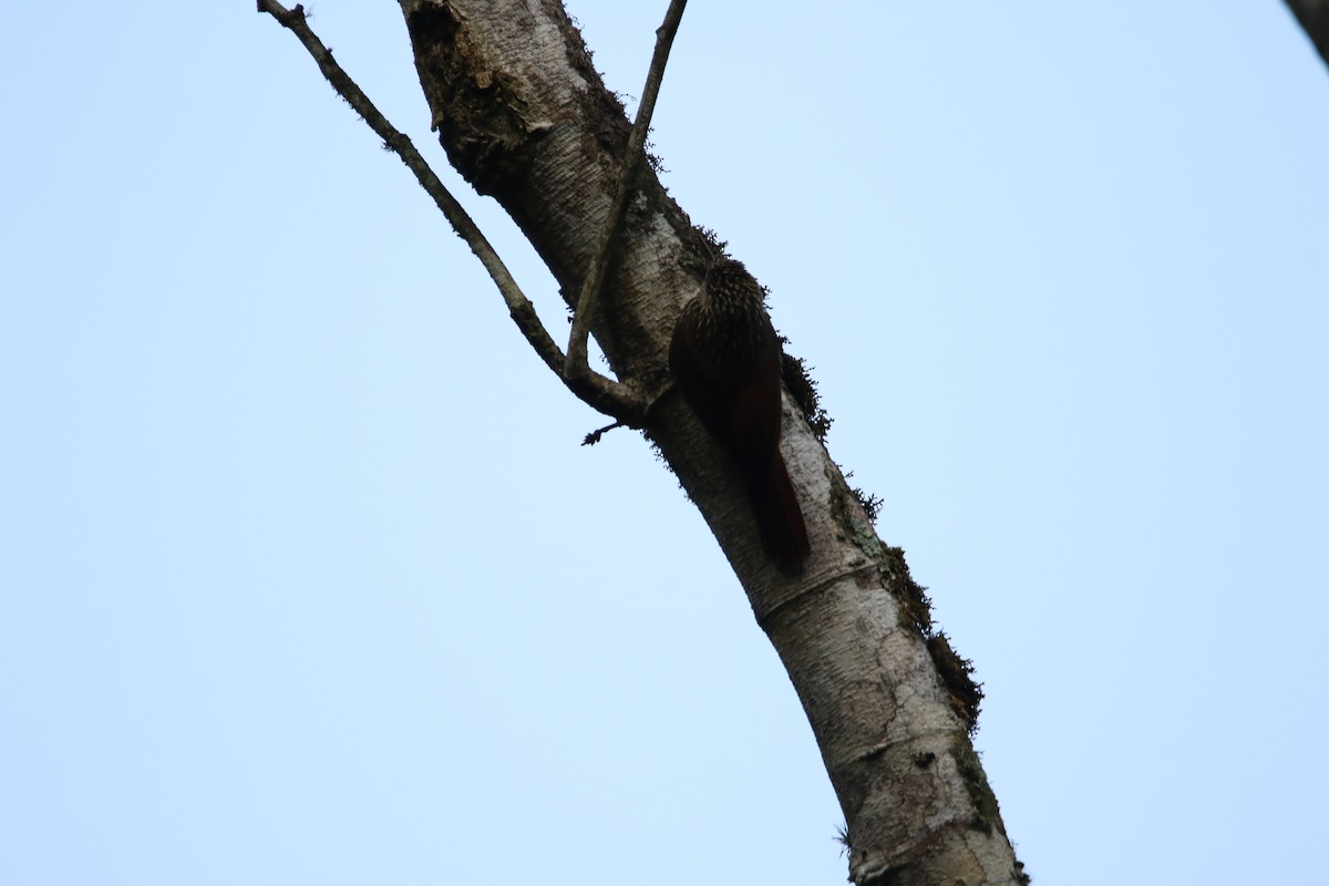 Spot-crowned Woodcreeper - ML588408591