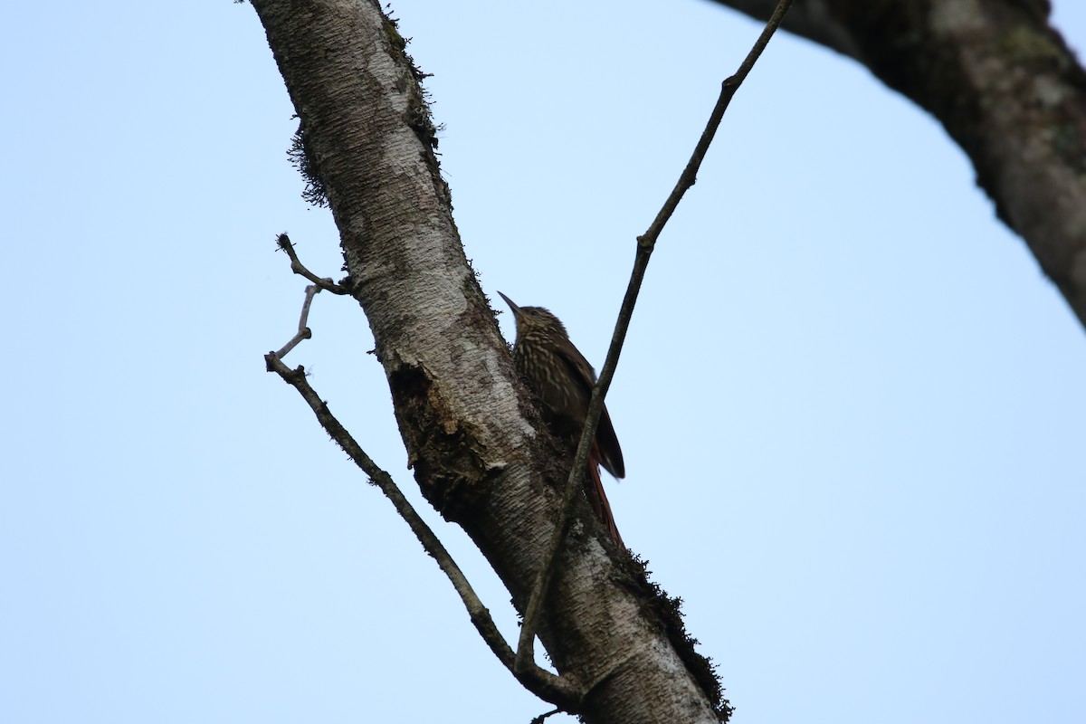 Spot-crowned Woodcreeper - L. Ernesto Perez Montes (The Mexican Violetear 🦉)