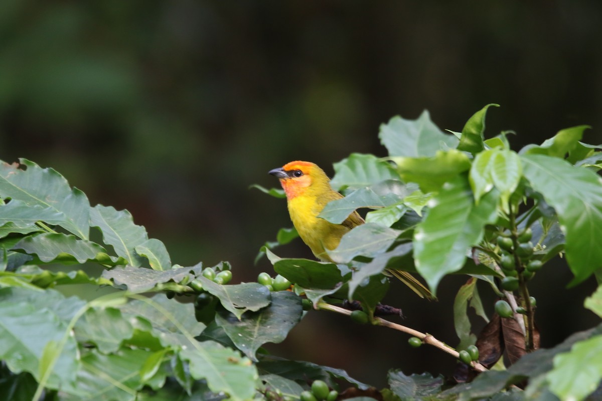 Red-headed Tanager - ML588408841