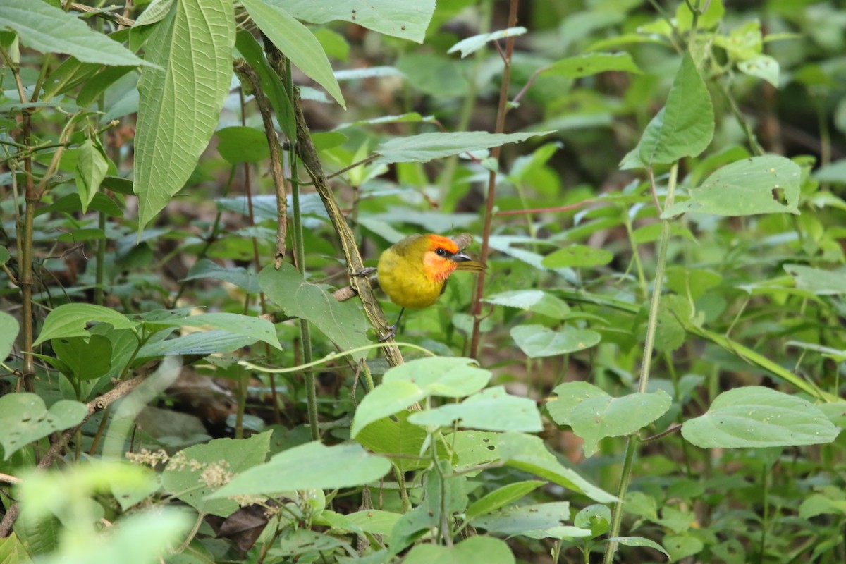 Red-headed Tanager - ML588408851