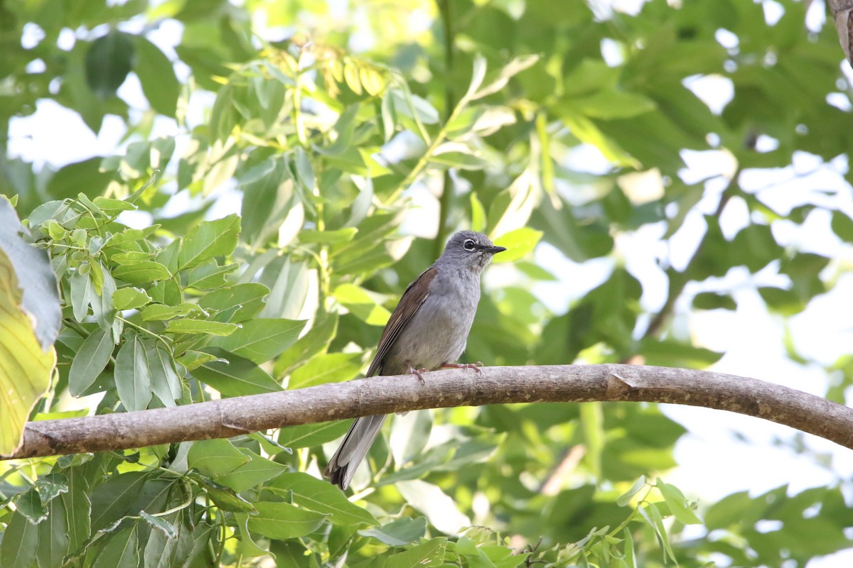 Brown-backed Solitaire - ML588408991