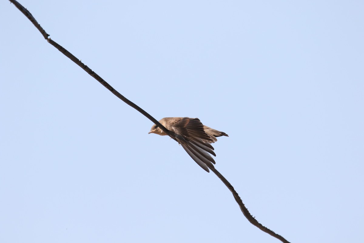 Northern Rough-winged Swallow - ML588409411