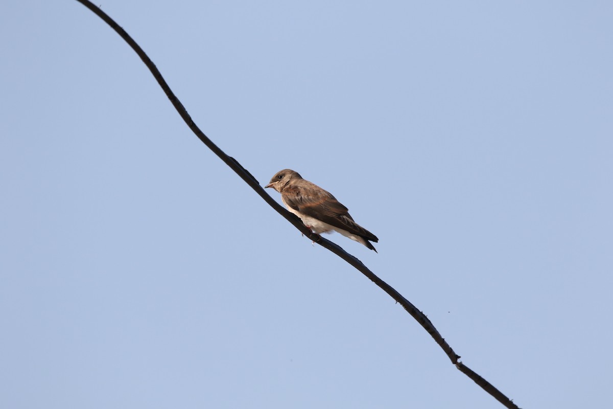 Northern Rough-winged Swallow - ML588409421
