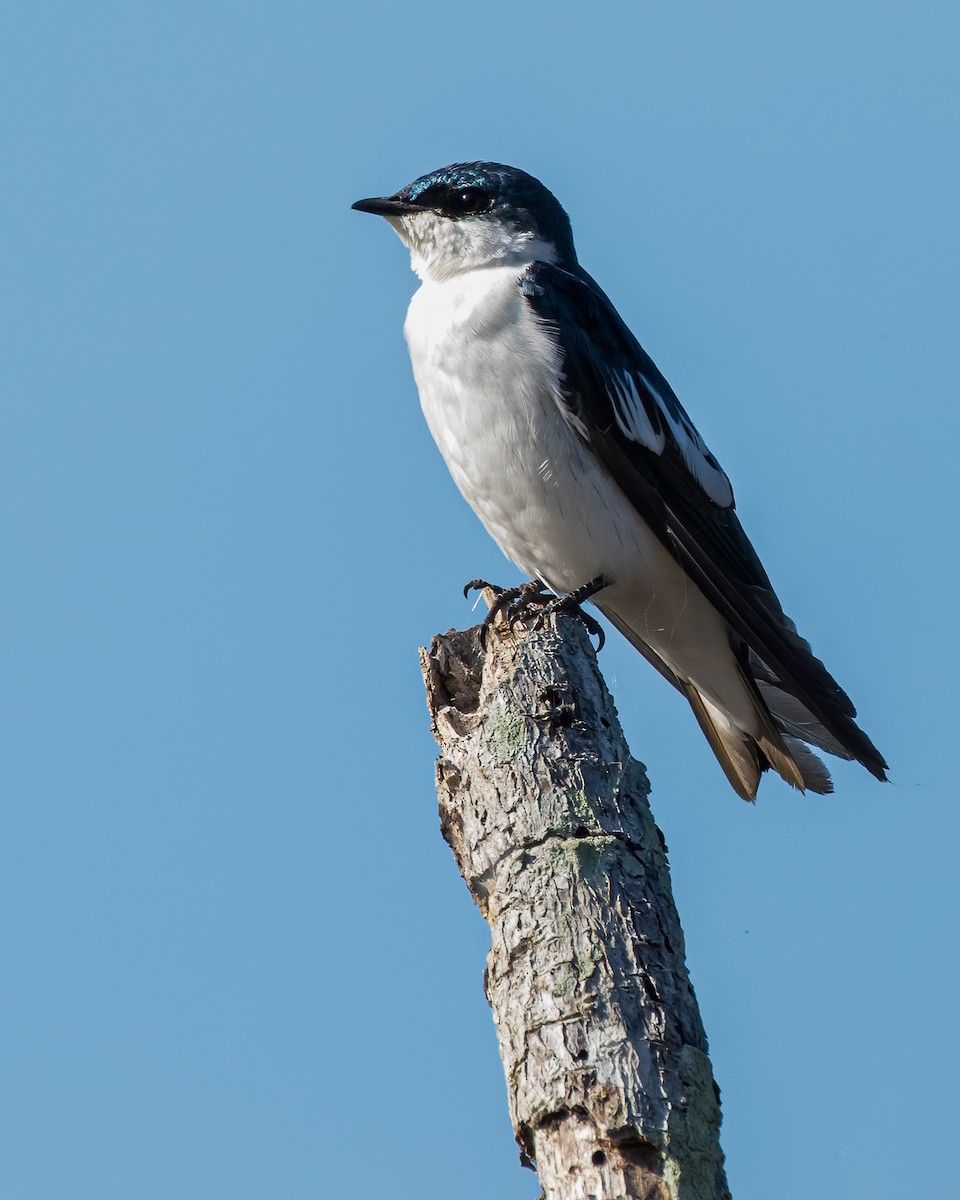 White-winged Swallow - ML588412981