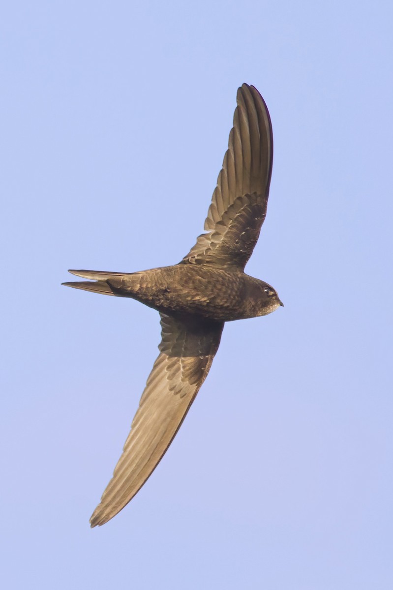 Common Swift - Korkut Demirbas