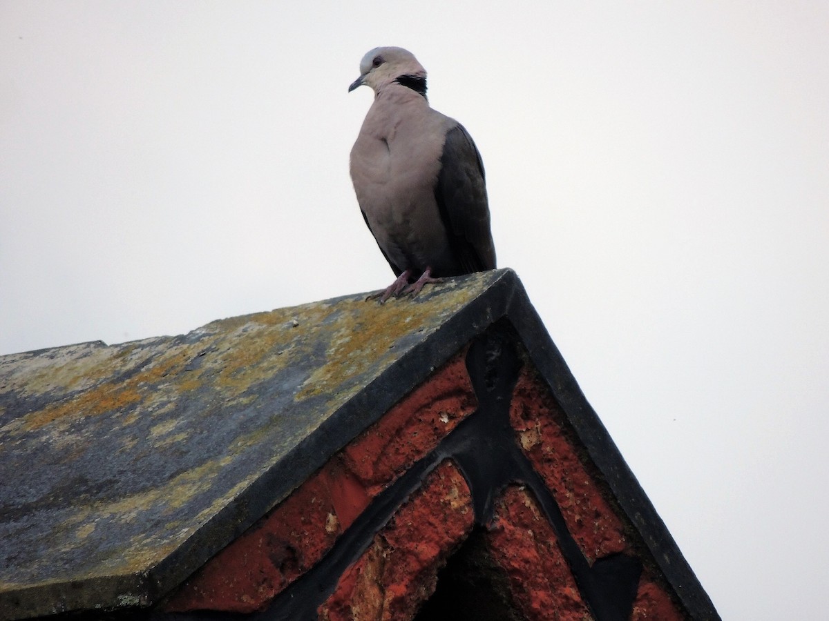 Ring-necked Dove - Anonymous