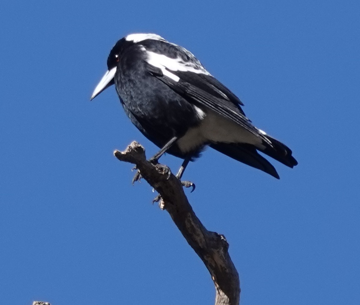 Australian Magpie (Western) - Alan Coates