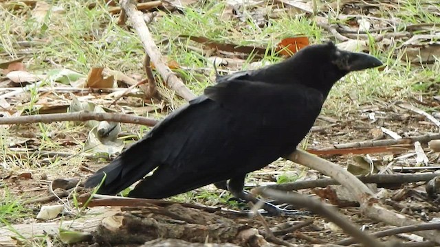Large-billed Crow - ML588429801
