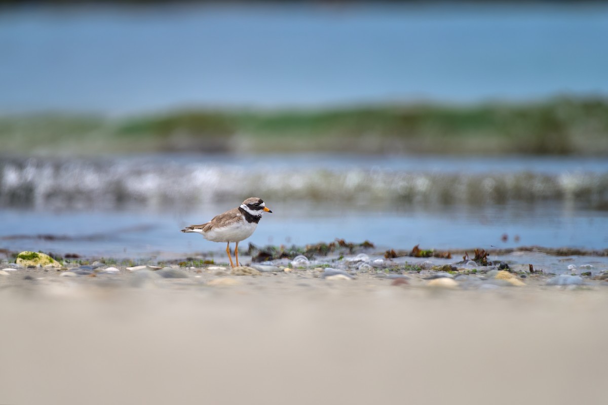 Common Ringed Plover - ML588433381
