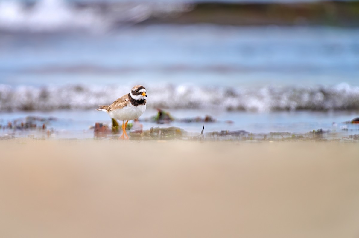 Common Ringed Plover - ML588433391