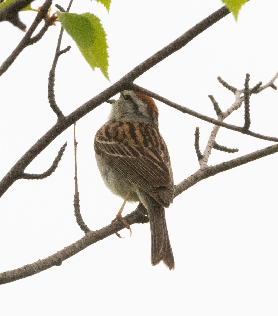 Chipping Sparrow - ML588436501