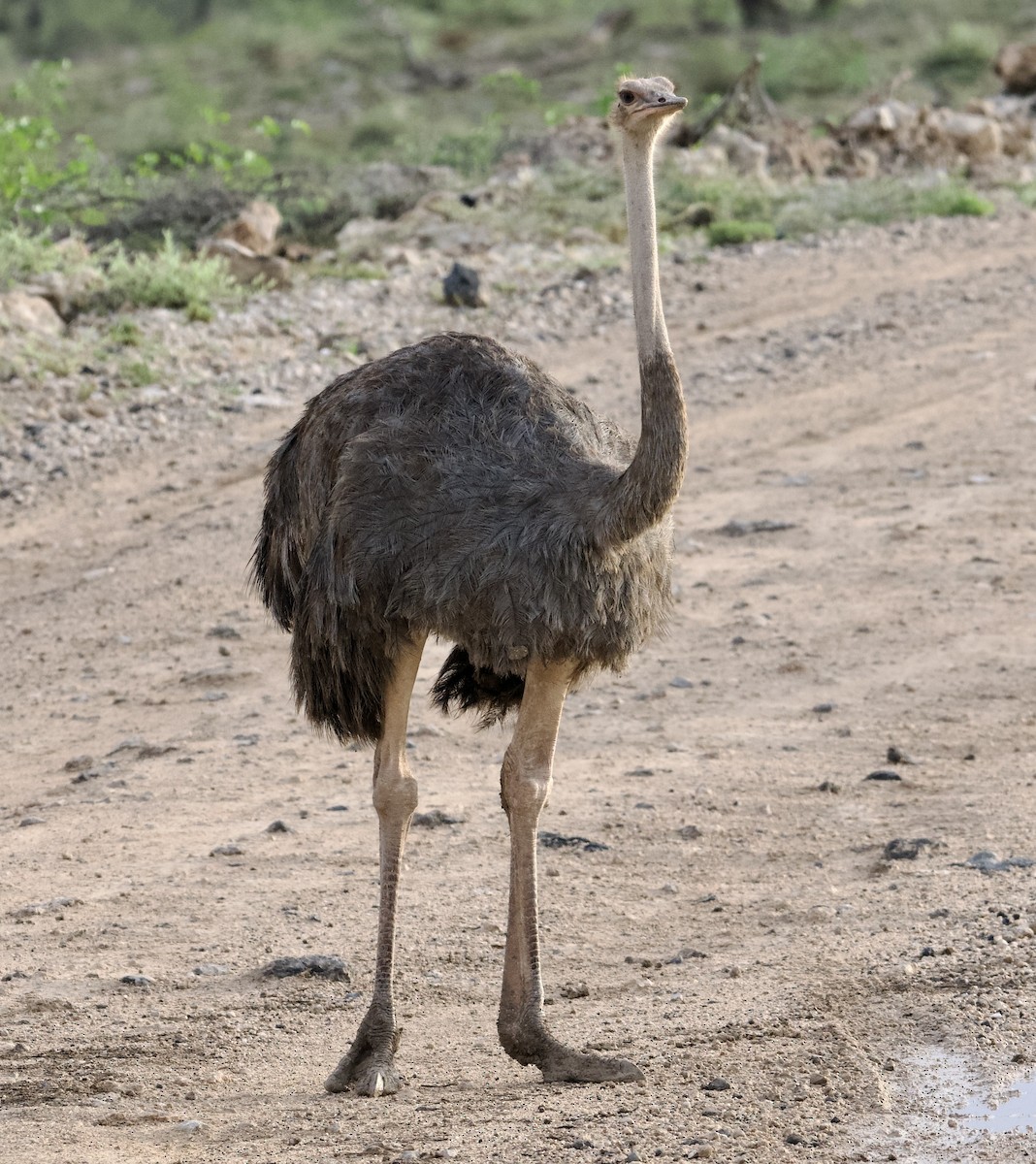 Somali Ostrich - ML588437801