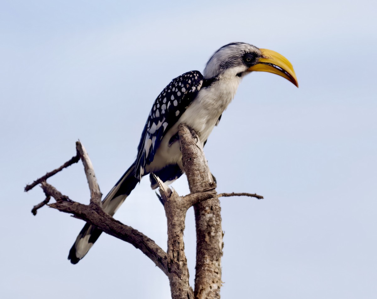 Eastern Yellow-billed Hornbill - John Gregory