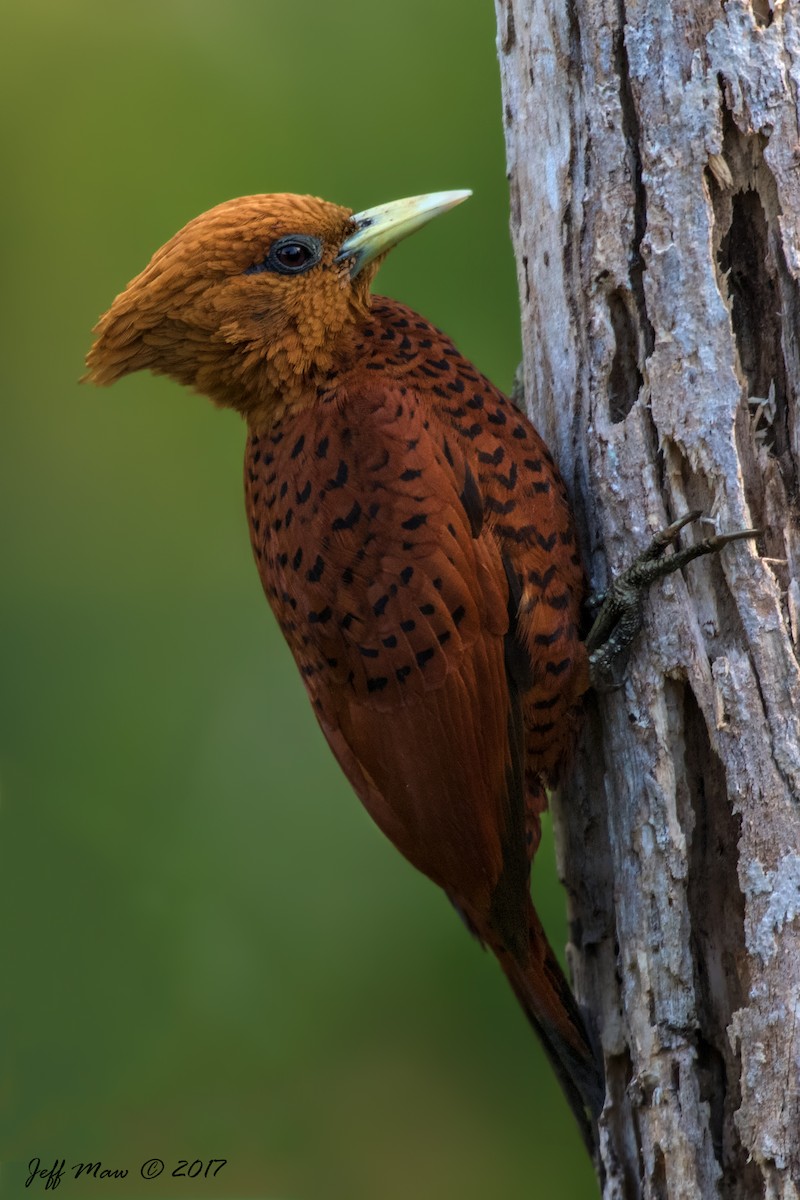 Chestnut-colored Woodpecker - ML58843911