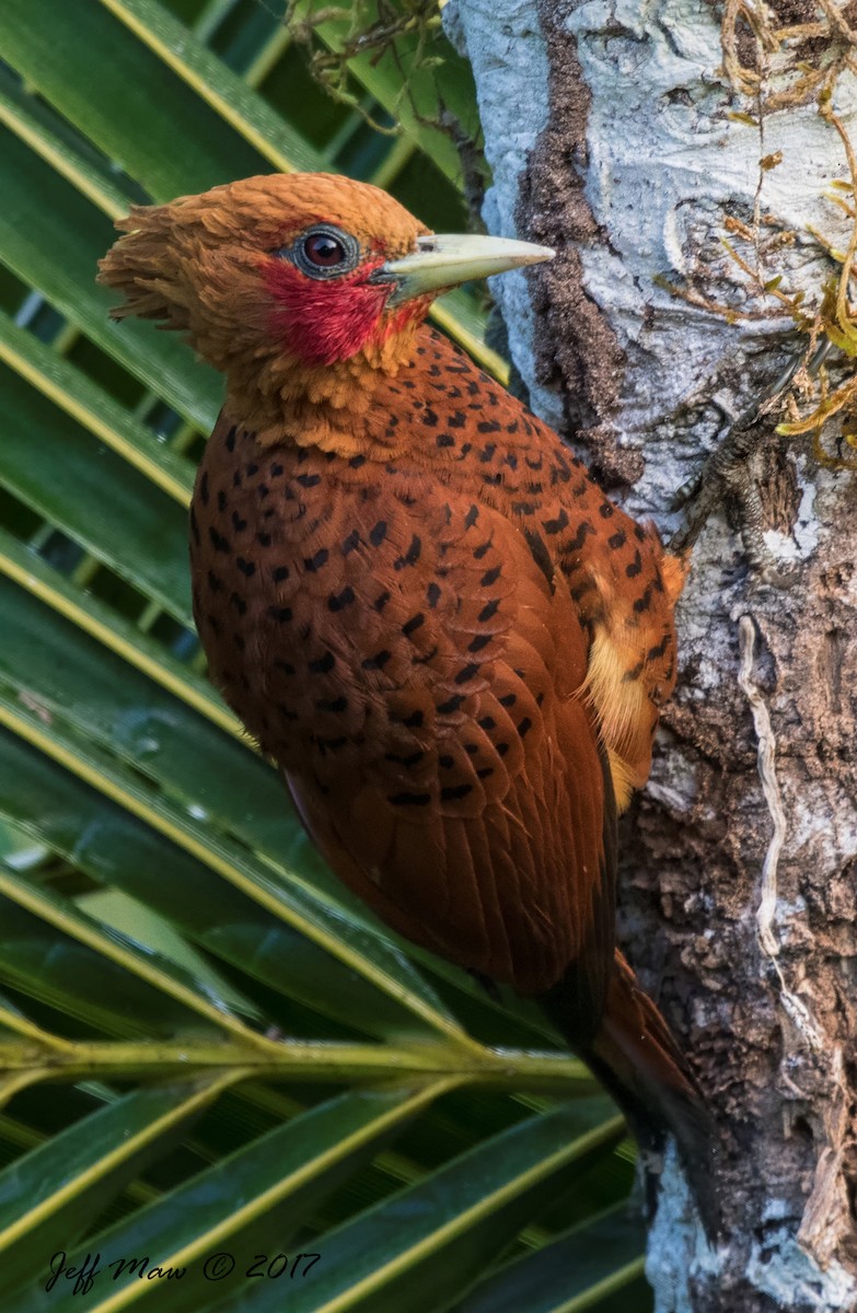 Chestnut-colored Woodpecker - ML58843931