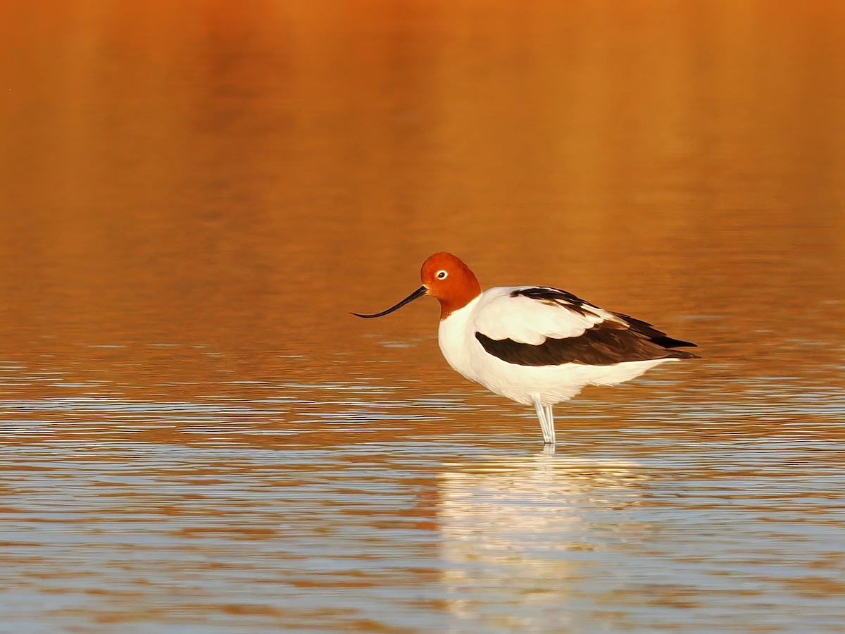 Red-necked Avocet - Len and Chris Ezzy