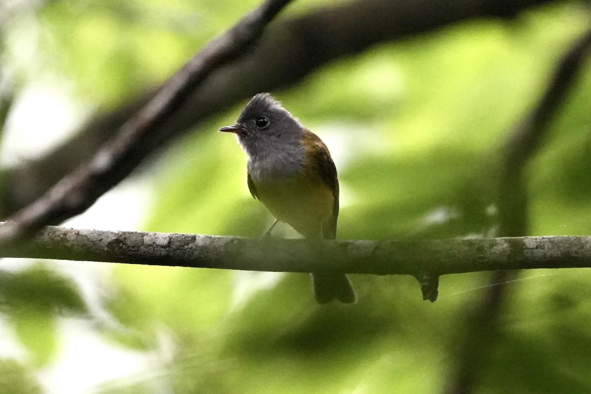 Gray-headed Canary-Flycatcher - Jerome Zhang