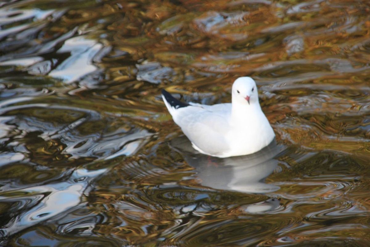 Mouette rieuse - ML588448841