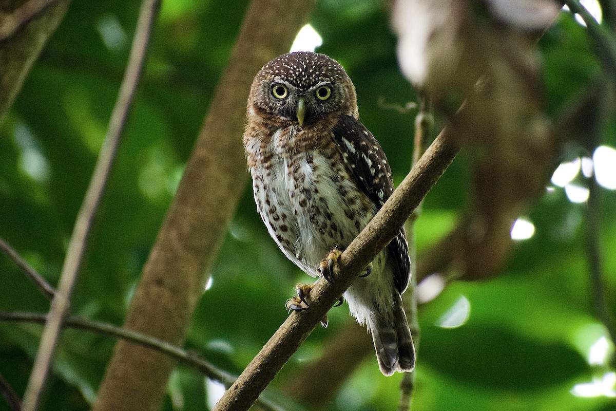 Cuban Pygmy-Owl - ML588460601