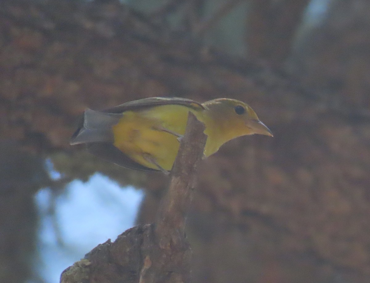Western Tanager - ML588461211