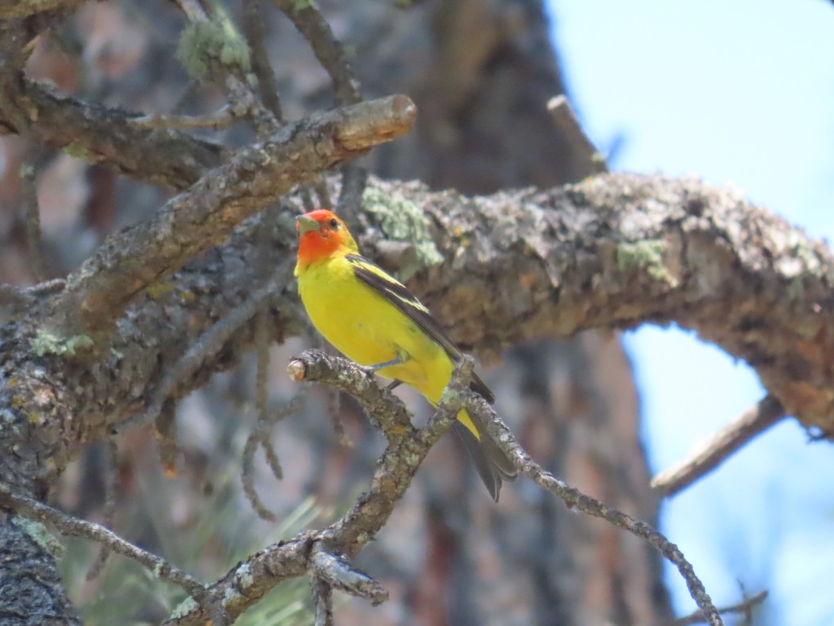 Western Tanager - ML588461321