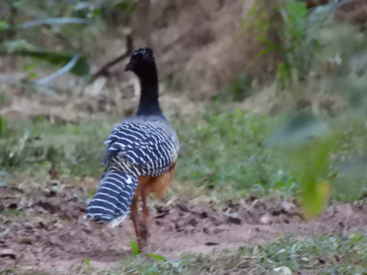Bare-faced Curassow (Bare-faced) - ML588462231