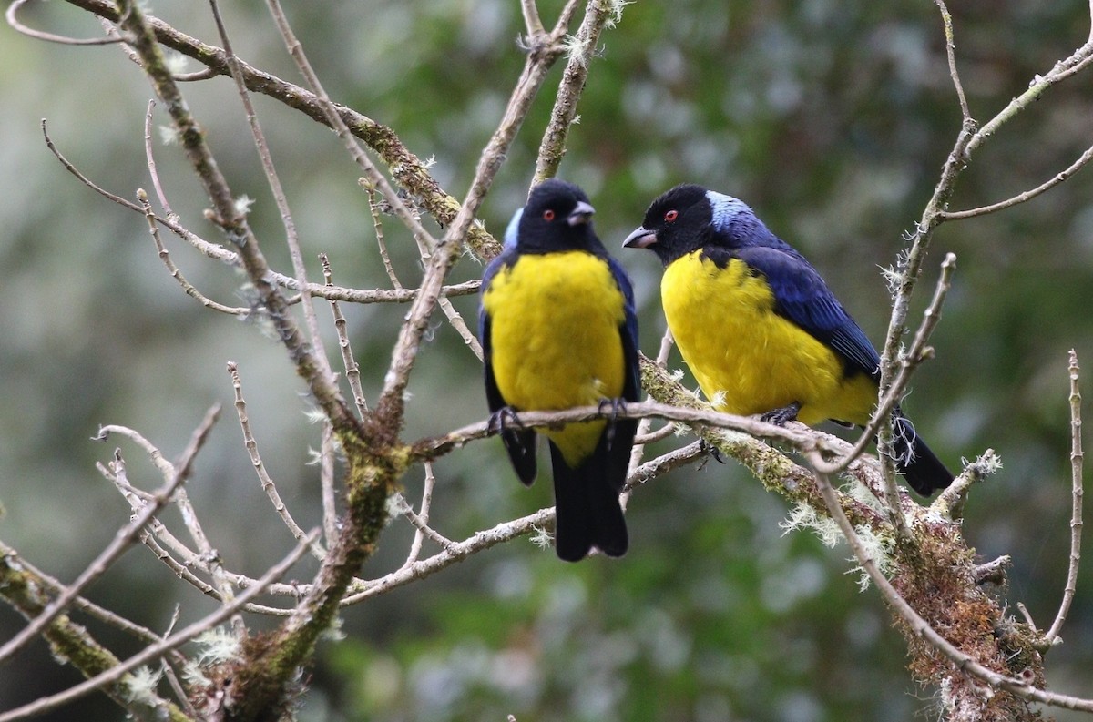 Hooded Mountain Tanager - ML588463091
