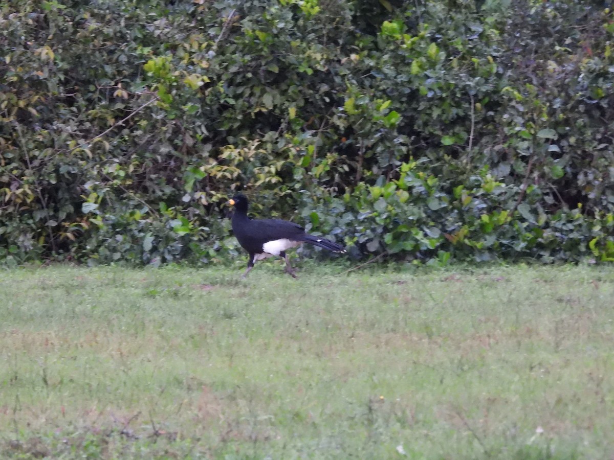 Bare-faced Curassow (Bare-faced) - ML588464901